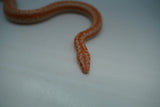 Load image into Gallery viewer, Albino Limburg Rosy Boa