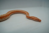 Load image into Gallery viewer, Albino Limburg Rosy Boa