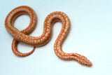 Load image into Gallery viewer, Albino Limburg Rosy Boa