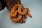 Load image into Gallery viewer, Albino Limburg Rosy Boa
