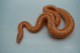 Load image into Gallery viewer, Albino Limburg Rosy Boa
