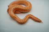 Load image into Gallery viewer, Albino Limburg Rosy Boa