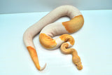 Load image into Gallery viewer, Albino Male Pied Kosmos Ball Python