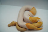 Load image into Gallery viewer, Albino Male Pied Kosmos Ball Python