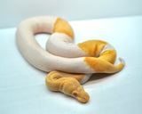 Load image into Gallery viewer, Albino Male Pied Kosmos Ball Python