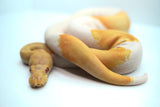 Load image into Gallery viewer, Albino Male Pied Kosmos Ball Python