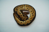 Load image into Gallery viewer, Female Clown Het Pied Ball Python