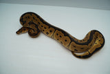 Load image into Gallery viewer, Female Clown Het Pied Ball Python