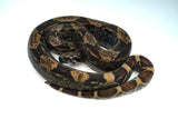 Load image into Gallery viewer, Female IMG Pos Het Kahl Pos Het T+ Boa