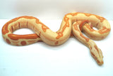 Load image into Gallery viewer, Male Coral Albino Kahl Super Hypo Jungle Boa