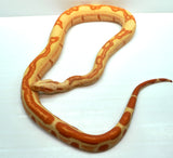 Load image into Gallery viewer, Male Coral Albino Kahl Super Hypo Jungle Boa