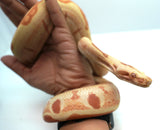 Load image into Gallery viewer, Male Coral Albino Kahl Super Hypo Jungle Boa
