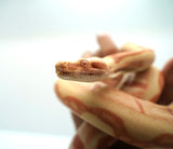 Load image into Gallery viewer, Male Coral Albino Kahl Super Hypo Jungle Boa