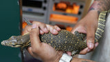 Load image into Gallery viewer, Baby Male Asian Water Monitor Het T- or T+ From Coral