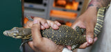Load image into Gallery viewer, Baby Male Asian Water Monitor Het T- or T+ From Coral