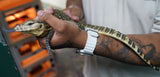 Load image into Gallery viewer, Baby Male Asian Water Monitor Het T- or T+ From Coral