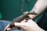 Load image into Gallery viewer, Female Asian Water Monitor -Het T− or T+ from Coral