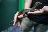 Load image into Gallery viewer, Female Asian Water Monitor -Het T− or T+ from Coral