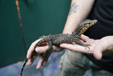 Load image into Gallery viewer, Female Asian Water Monitor -Het T− or T+ from Coral