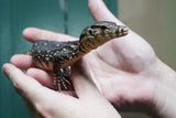 Load image into Gallery viewer, Female Asian Water Monitor -Het T− or T+ from Coral
