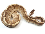 Load image into Gallery viewer, SALE! 2018 Male Cinnamon Lucifer Yellowbelly Odium + Ball Python.