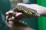Load image into Gallery viewer, Female Baby Asian Water Monitor Het T- or T+ From Coral