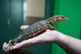 Load image into Gallery viewer, Female Baby Asian Water Monitor Het T- or T+ From Coral