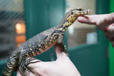 Load image into Gallery viewer, Female Baby Asian Water Monitor Het T- or T+ From Coral