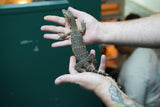 Load image into Gallery viewer, Baby Male Asian Water Monitor Het T- or T+ from Coral