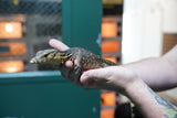 Load image into Gallery viewer, Baby Male Asian Water Monitor Het T- or T+ from Coral