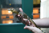 Load image into Gallery viewer, Baby Male Asian Water Monitor Het T- or T+ from Coral