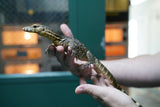 Load image into Gallery viewer, Baby Male Asian Water Monitor Het T- or T+ from Coral
