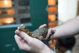 Load image into Gallery viewer, Baby Male Asian Water Monitor Het T- or T+ from Coral