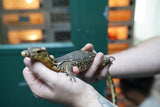 Load image into Gallery viewer, Baby Male Asian Water Monitor Het T- or T+ from Coral