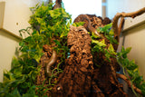 Load image into Gallery viewer, Olive Skink