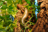 Load image into Gallery viewer, Olive Skink