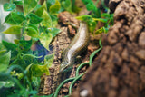 Load image into Gallery viewer, Olive Skink