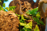 Load image into Gallery viewer, Olive Skink