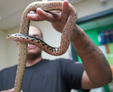 Load image into Gallery viewer, Female Madagascar Giant Hognose