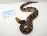 Load image into Gallery viewer, 1.1 Pumpkin Head Sumatran Short Tailed Python Pair