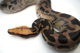 Load image into Gallery viewer, 1.1 Pumpkin Head Sumatran Short Tailed Python Pair