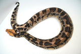 Load image into Gallery viewer, 1.1 Pumpkin Head Sumatran Short Tailed Python Pair