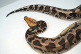 Load image into Gallery viewer, 1.1 Pumpkin Head Sumatran Short Tailed Python Pair
