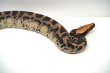 Load image into Gallery viewer, 1.1 Pumpkin Head Sumatran Short Tailed Python Pair