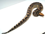 Load image into Gallery viewer, 1.1 Pumpkin Head Sumatran Short Tailed Python Pair