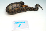 Load image into Gallery viewer, 1.1 Pumpkin Head Sumatran Short Tailed Python Pair
