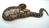 Load image into Gallery viewer, 1.1 Pumpkin Head Sumatran Short Tailed Python Pair