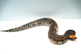 Load image into Gallery viewer, 1.1 Pumpkin Head Sumatran Short Tailed Python Pair
