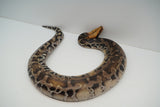 Load image into Gallery viewer, 1.1 Pumpkin Head Sumatran Short Tailed Python Pair
