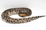 Load image into Gallery viewer, 1.1 Pumpkin Head Sumatran Short Tailed Python Pair